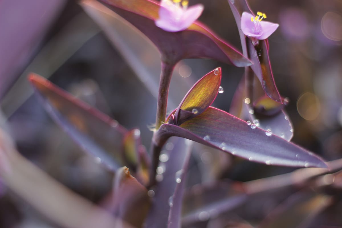 Checking out Macro Photography