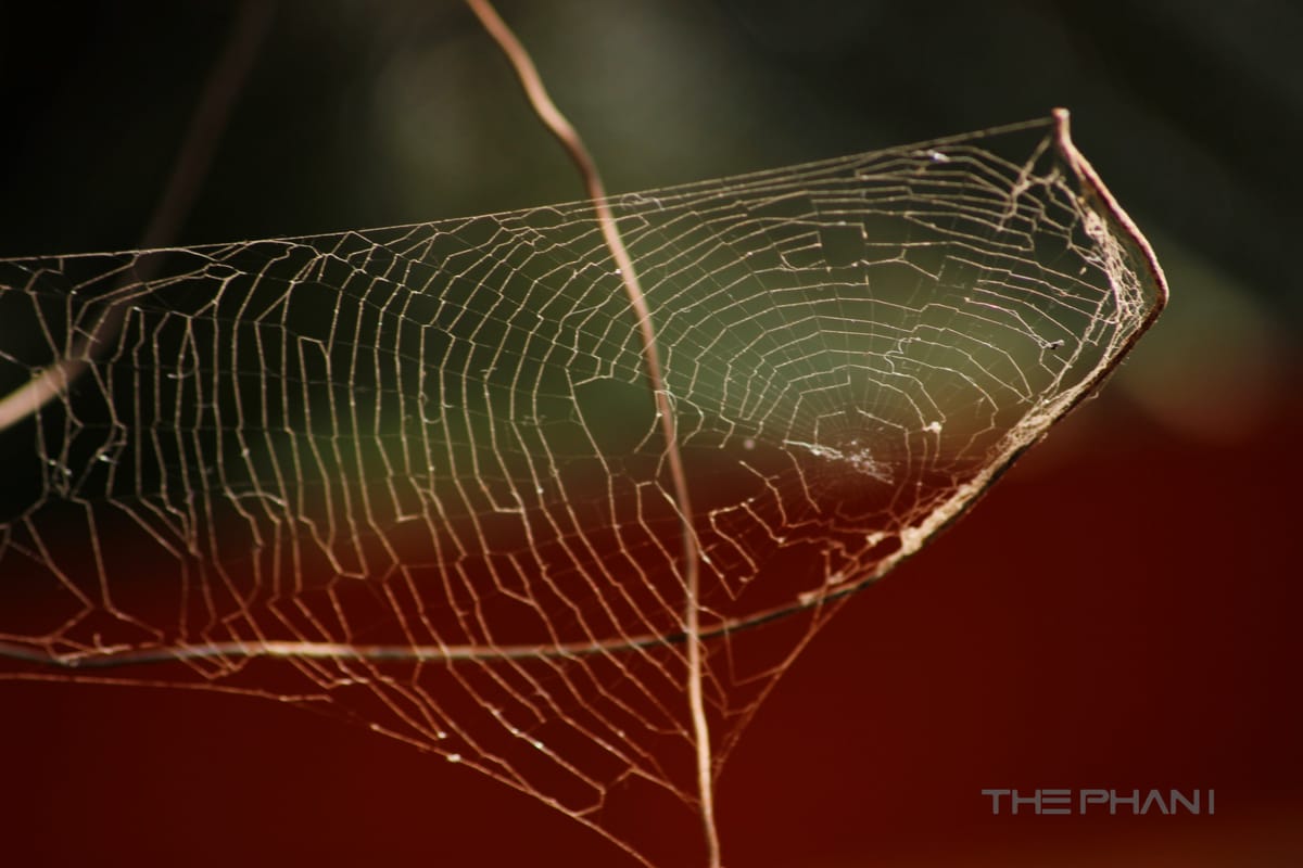 Clicks at Botanical Gardens, Hyderabad